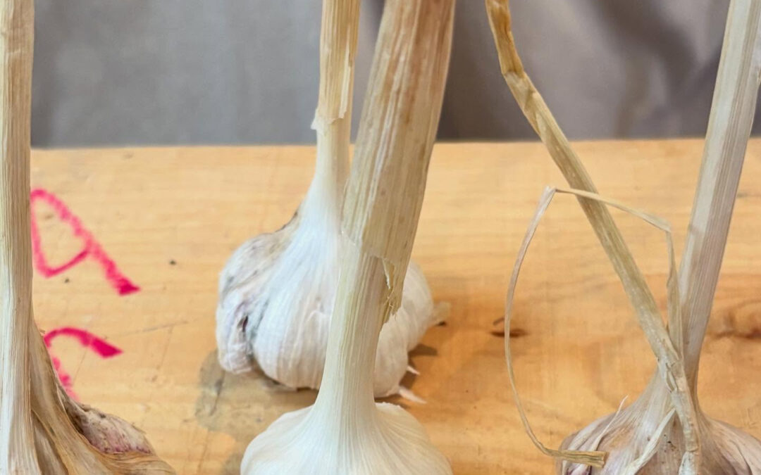 現在ニンニクを販売中です‼️