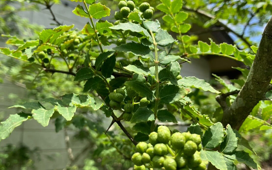 山椒の実を販売します