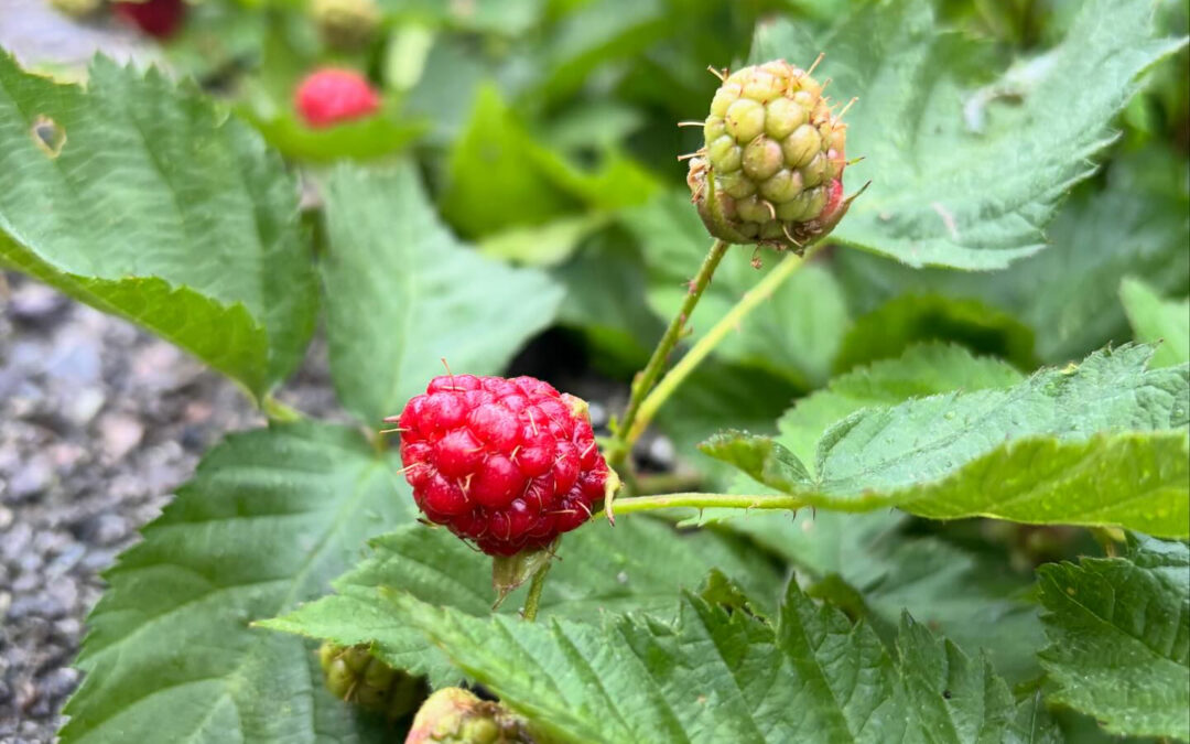 ブラックベリーがだいぶ赤くなってきました‼️