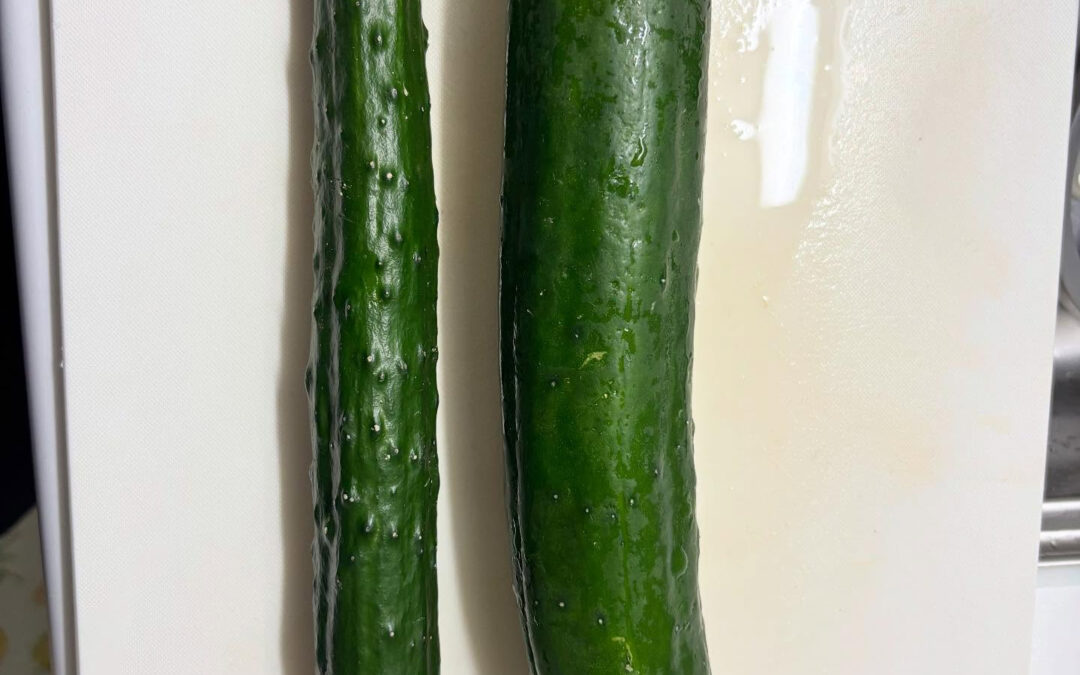 きゅうりは収穫する時、はっぱも緑なので同化して見えにくい時が