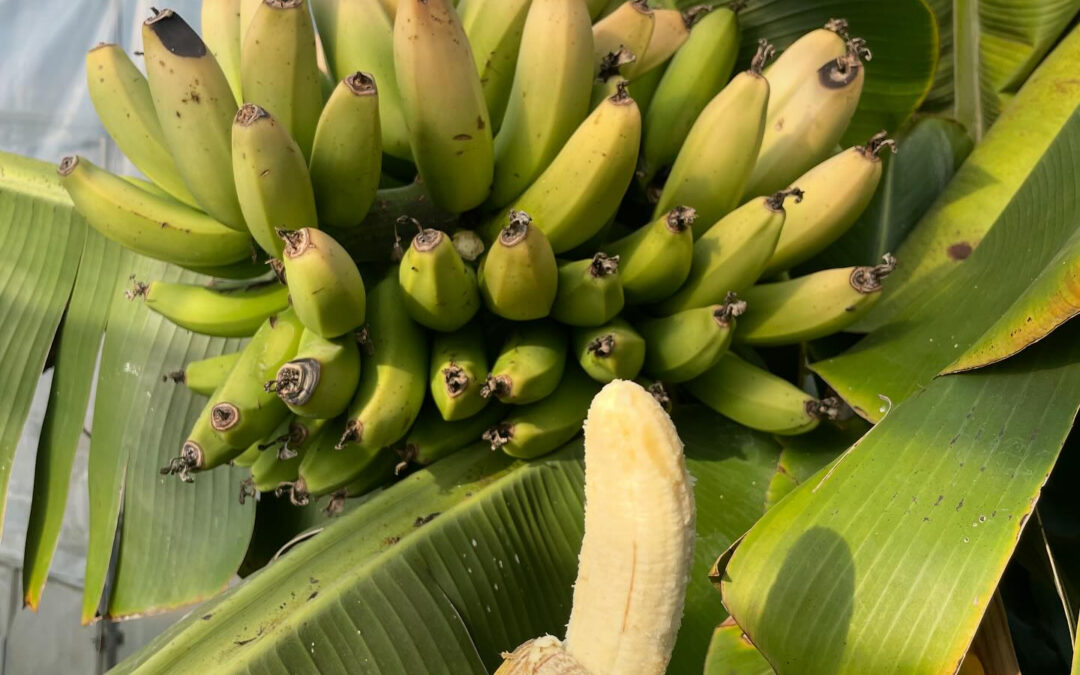 バナナの木の寿命は、