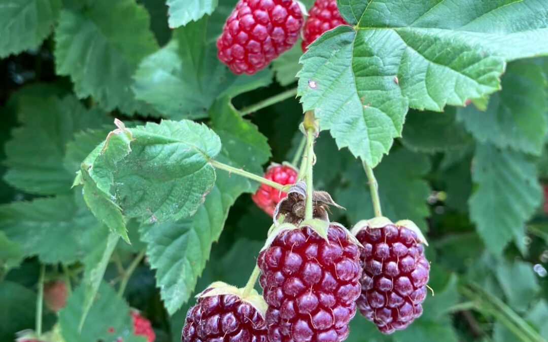 ブラックベリー