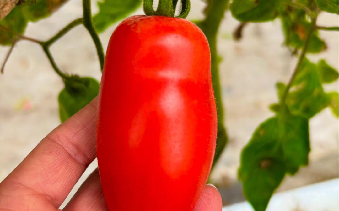 加熱用トマト✨