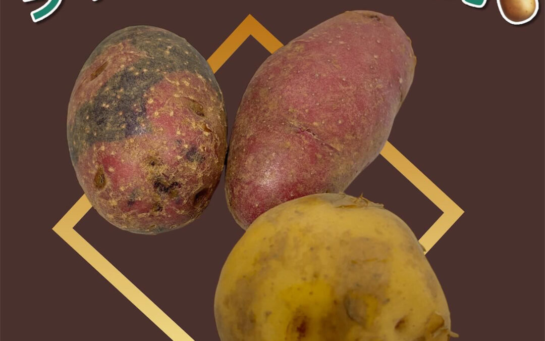 ジャガイモ3種類販売します