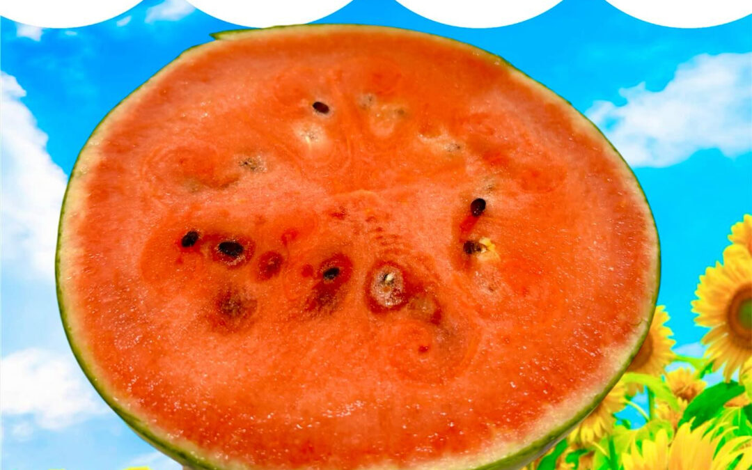 スイカは夏の定番フルーツとして親しまれています