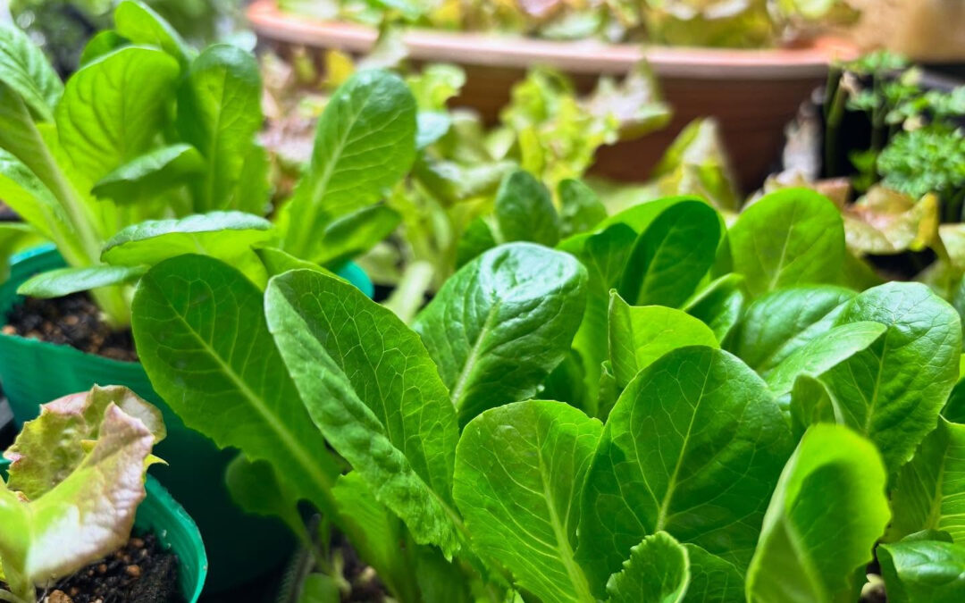 毎週変わるスーププレートを