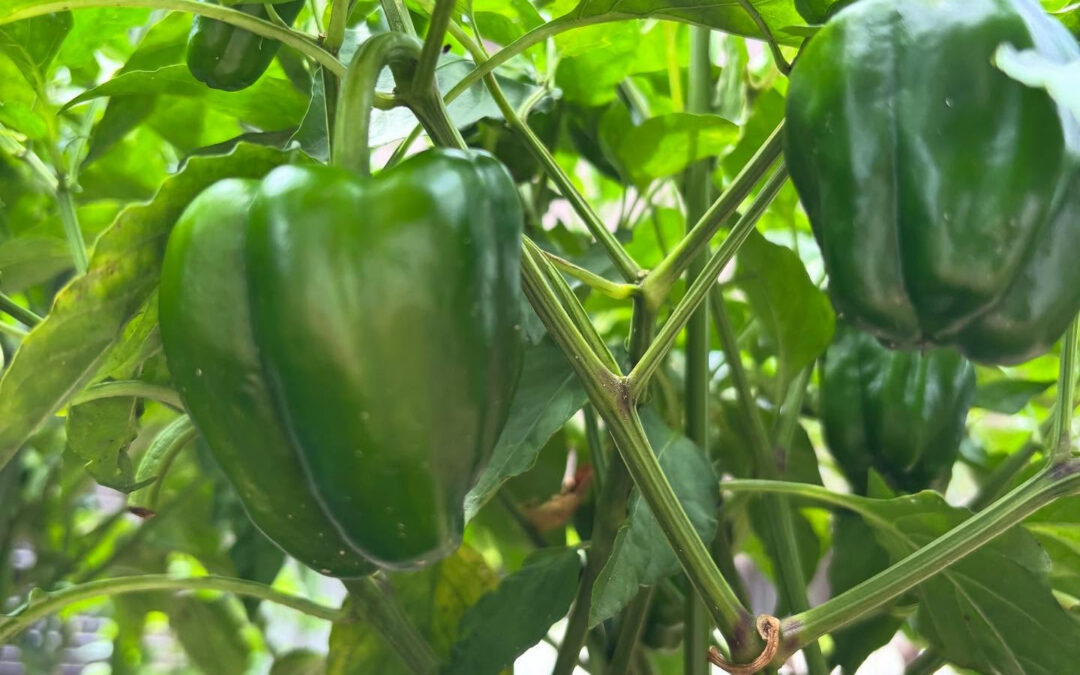 ピーマンは栄養満点の夏野菜