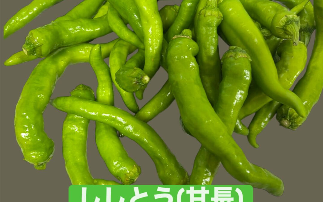 甘長（あまなが）販売してます✨