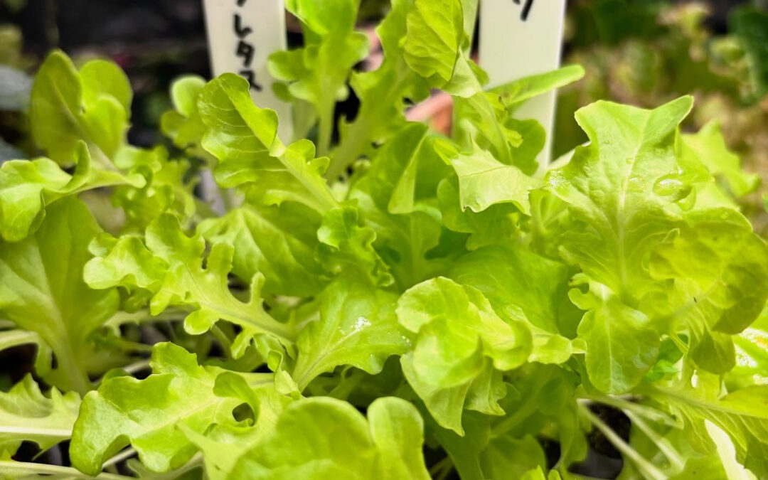 リーフレタスとパセリの種植えたつもりが