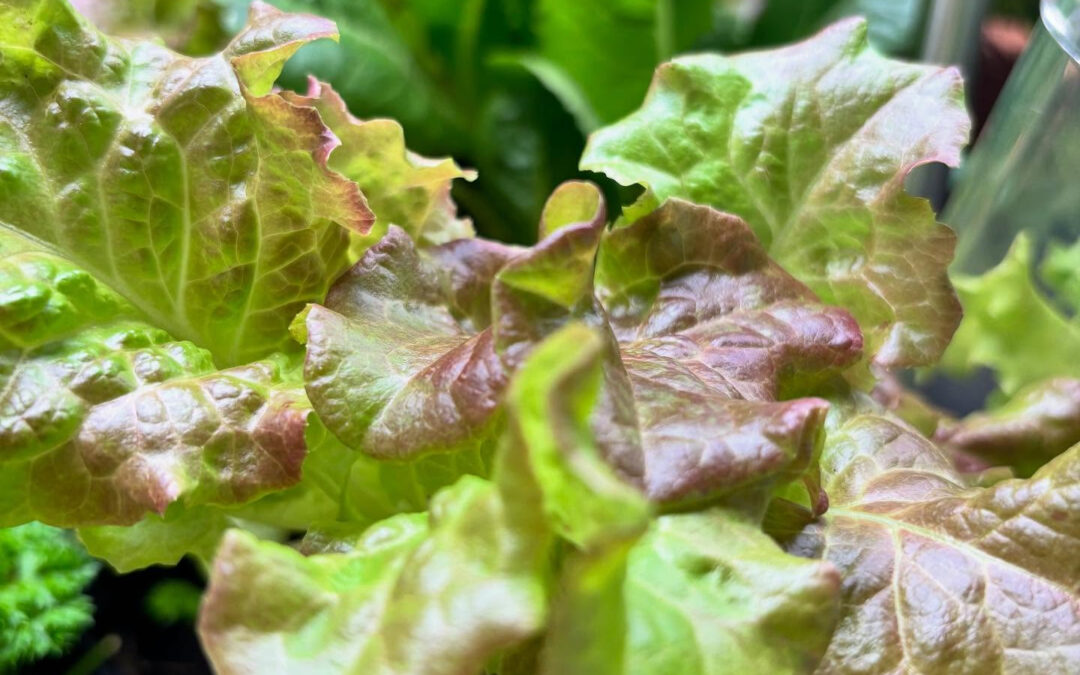 キングスロードデポ➕のメインメニュー