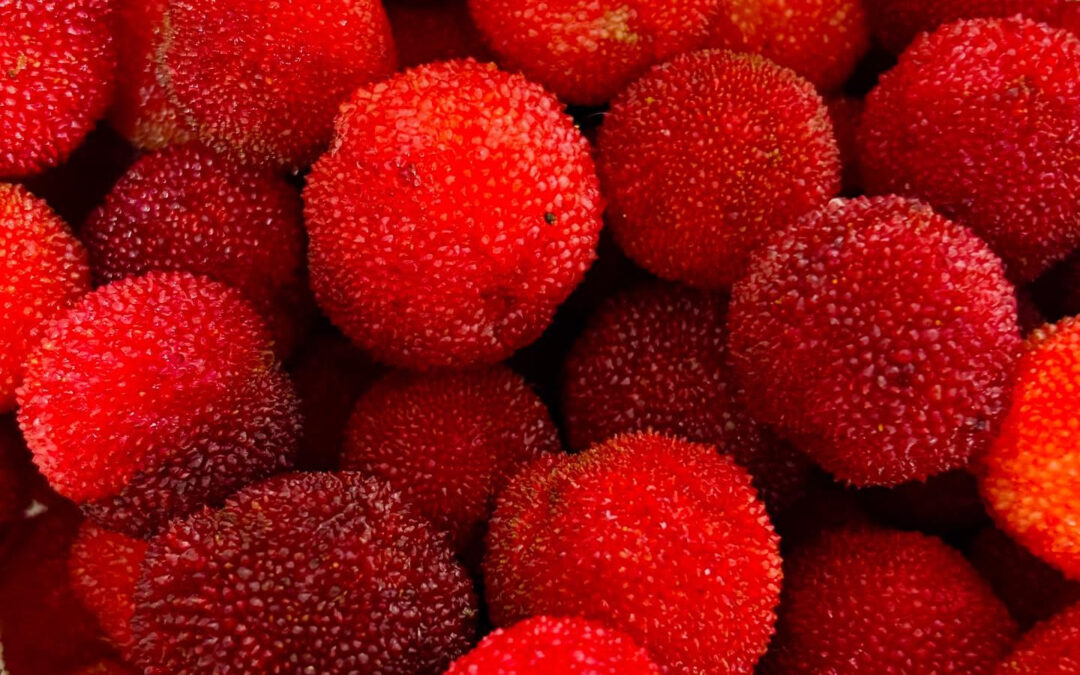 明日はヤマモモ販売します☺️