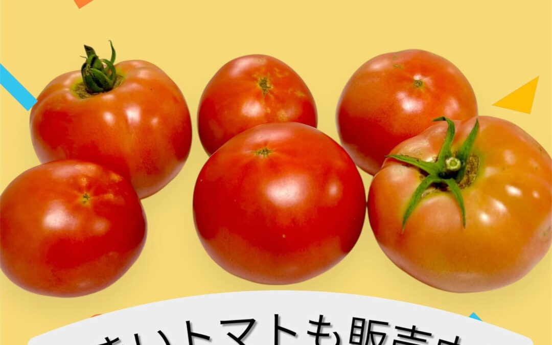 大きいトマト販売中です