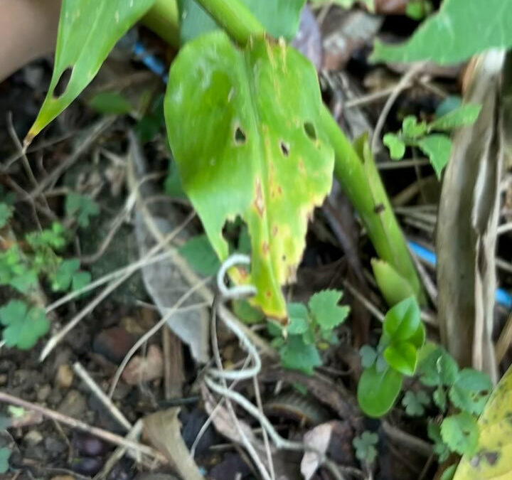 ミョウガは