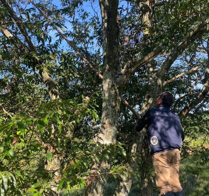栗の季節がやってきました‼️