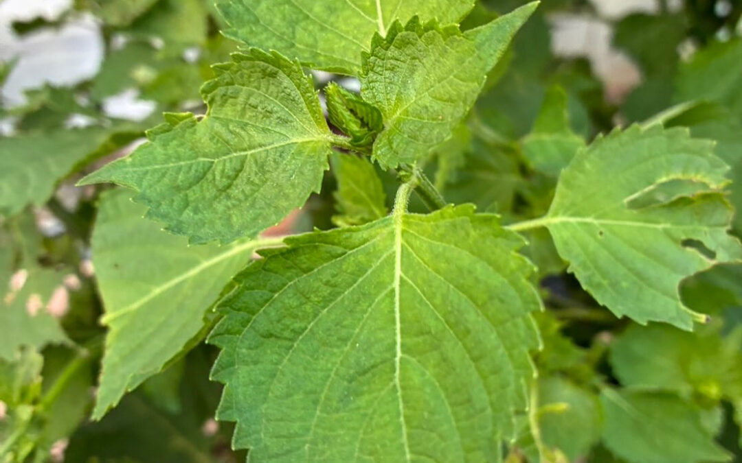 しそには、ビタミンやミネラルが豊富に含まれ、抗酸化作用や免疫