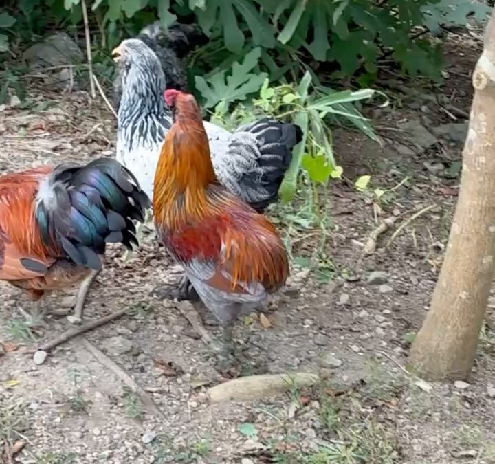 青い卵を産むアローカナ