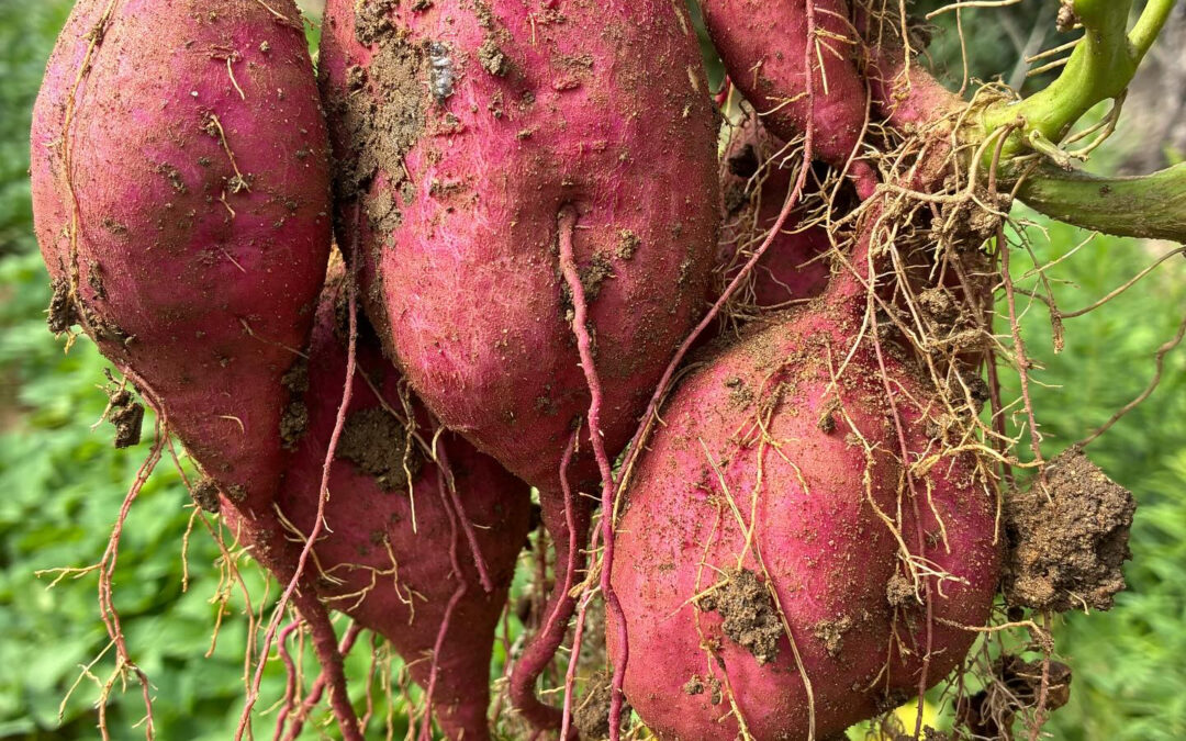 さつまいもの収穫が始まりました‼️