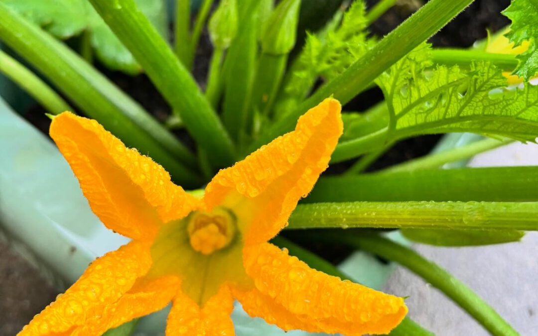 ✨野菜のお花がとても可愛いです！色とりどりで目を楽しませてく
