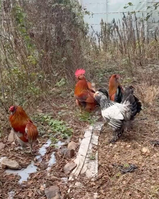 アローカナの卵を以前から販売していますが、