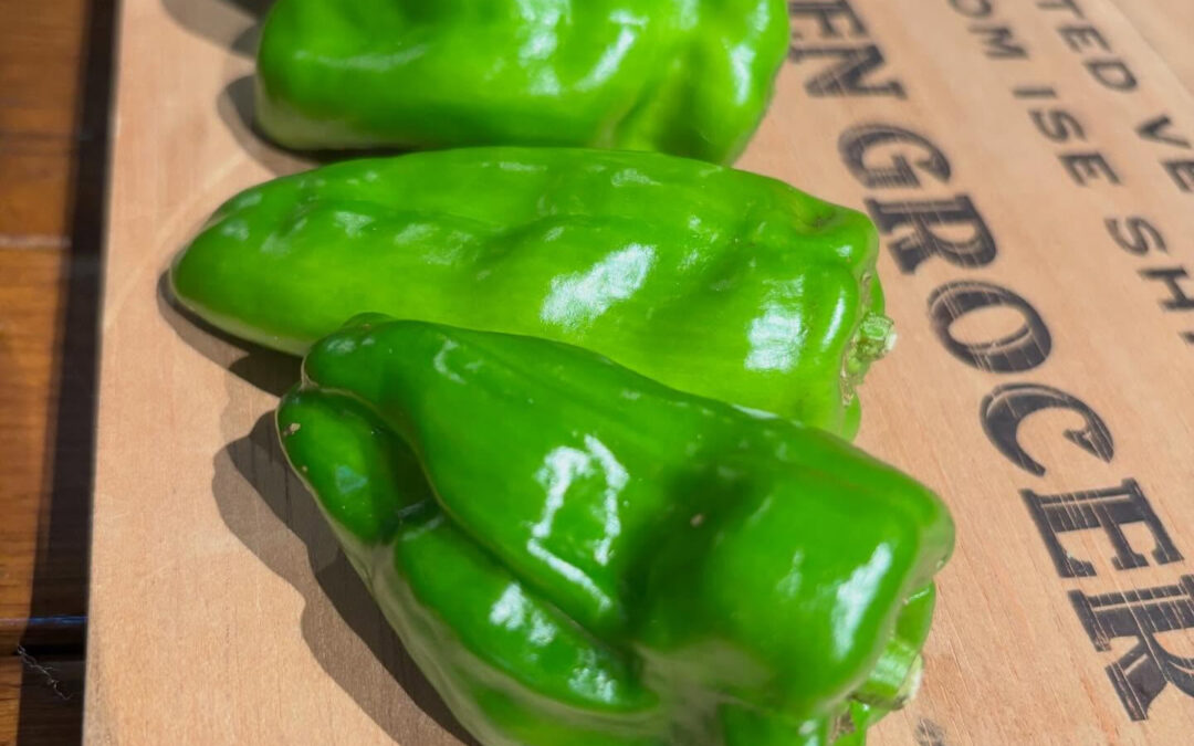 ピーマンのご先祖さんは