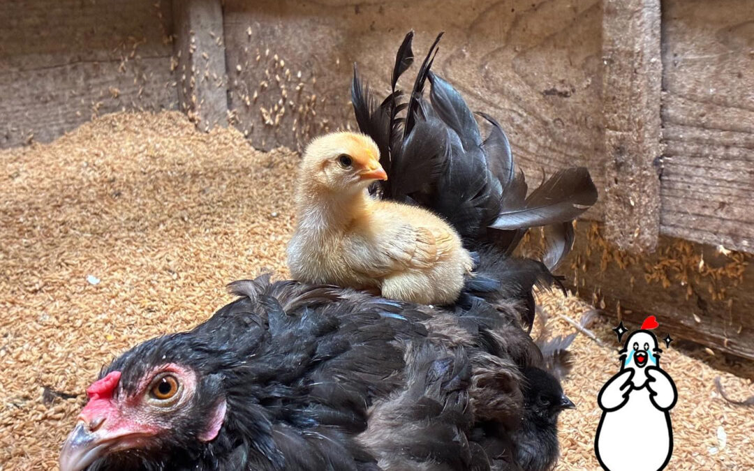 母鶏のおんぶ