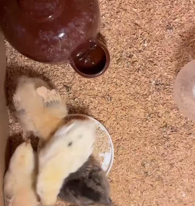 三重県志摩市のERiNA selectでは、伊勢志摩のヒラク