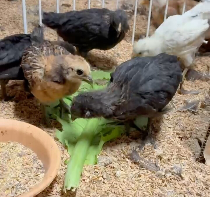 アローカナのヒナたち