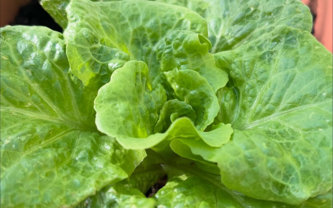 スーププレートセットのサイドに自家製リーフレタス