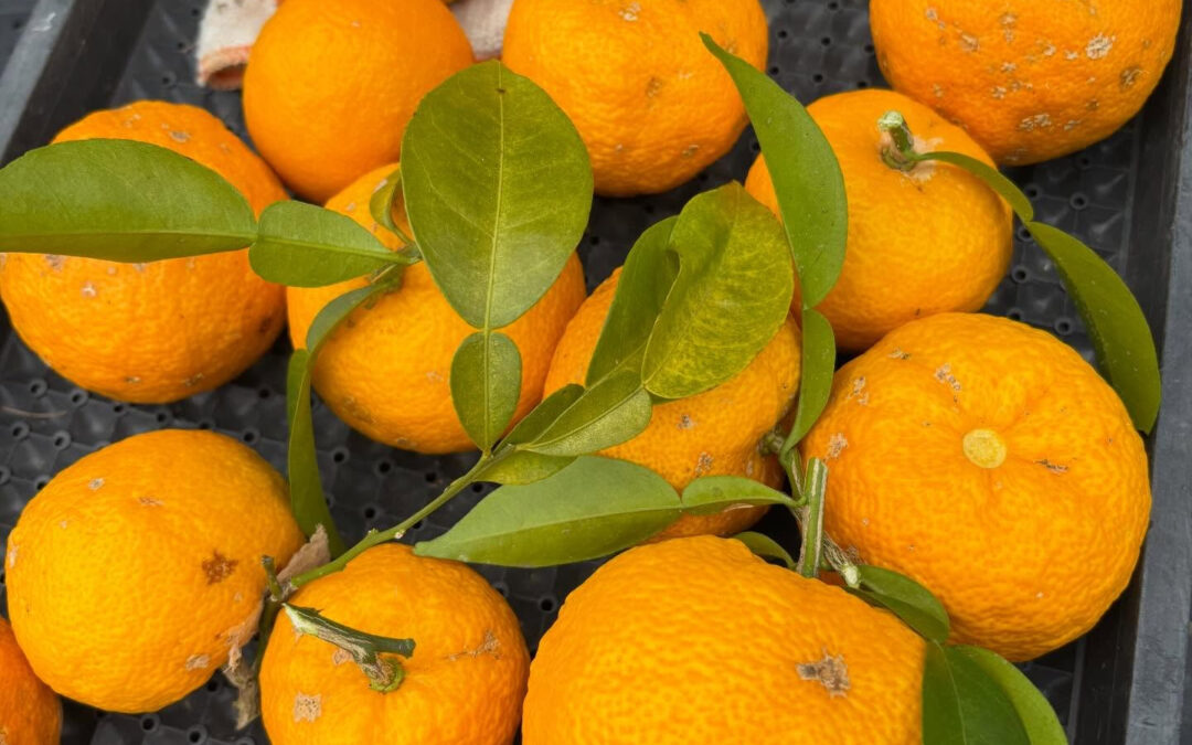 農薬使わずできたゆず