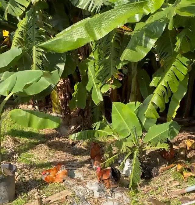 青い卵を産むアローカナたちの散歩