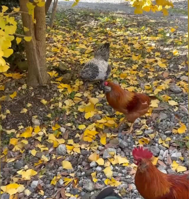 青い卵を産むアローカナたちの散歩