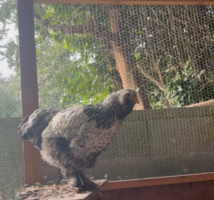 外国の鶏アローカナ