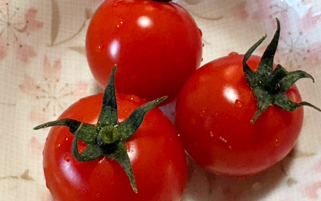 ミニトマトが収穫できました‼️