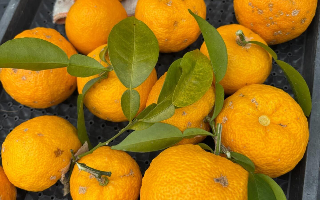 12月22日(月)は冬至です✨