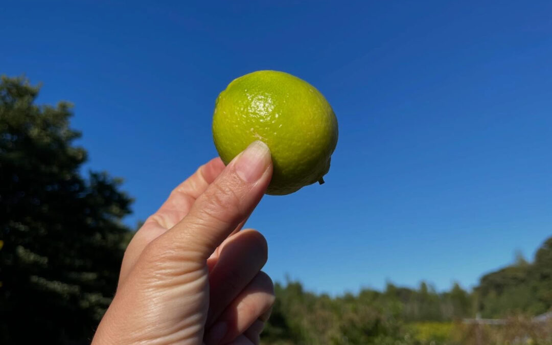ライムも収穫できました‍
