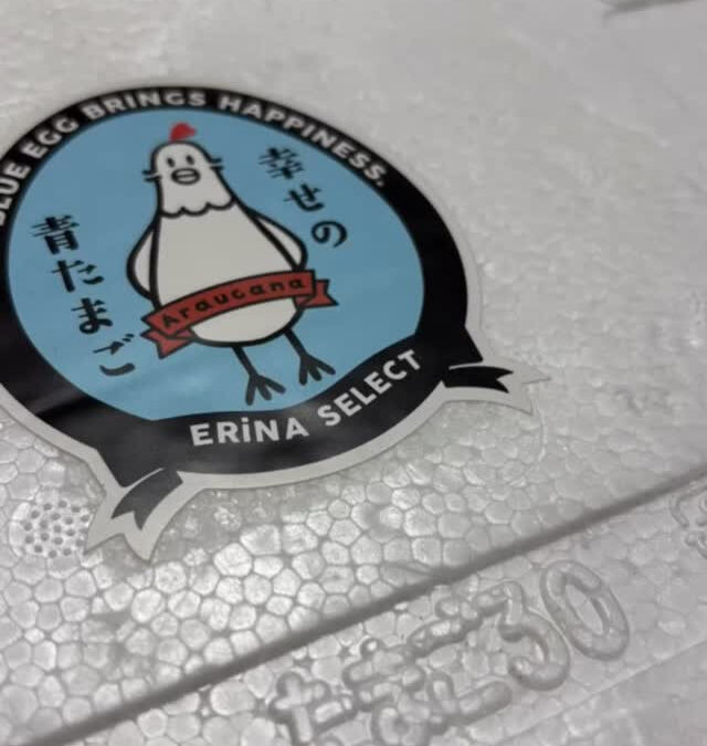 伊勢志摩の実家から美味しいアローカナの卵と名古屋コーチンの卵