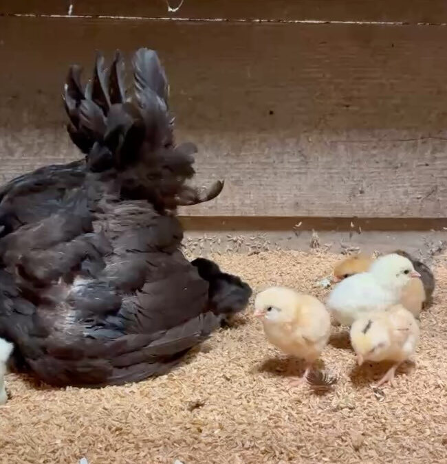 アローカナの卵パックのデザインを新しくしました