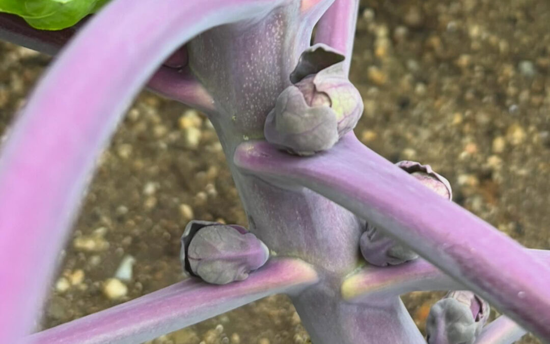 芽キャベツが少しずつ大きくなってきました♪