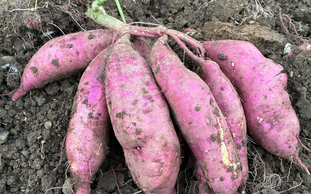 現在販売しているさつまいもの種類は8種類‼️