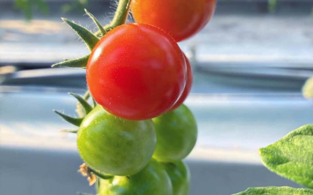 三重県伊勢志摩で作っている実家のミニトマト