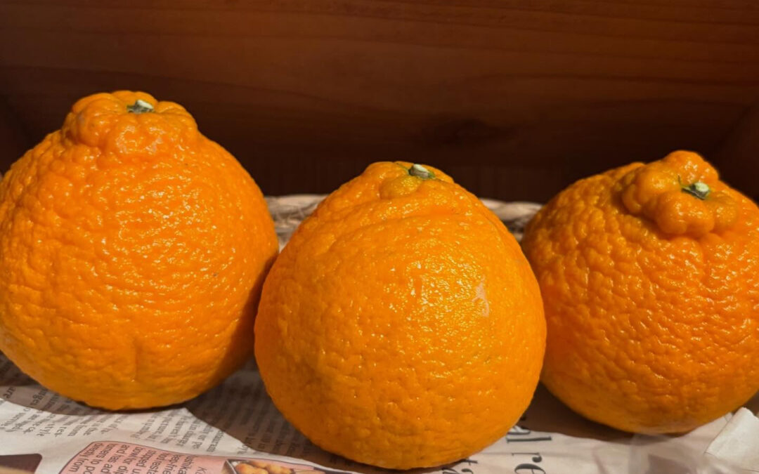 しらぬい(不知火)みかん収穫できました