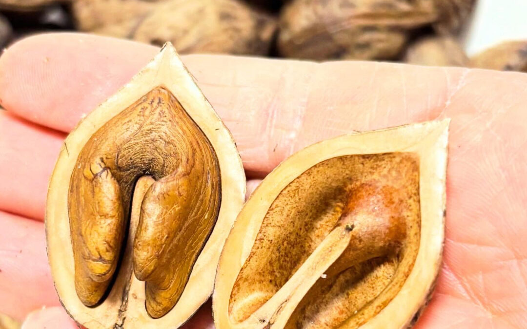 和胡桃(鬼くるみ)販売してます✨