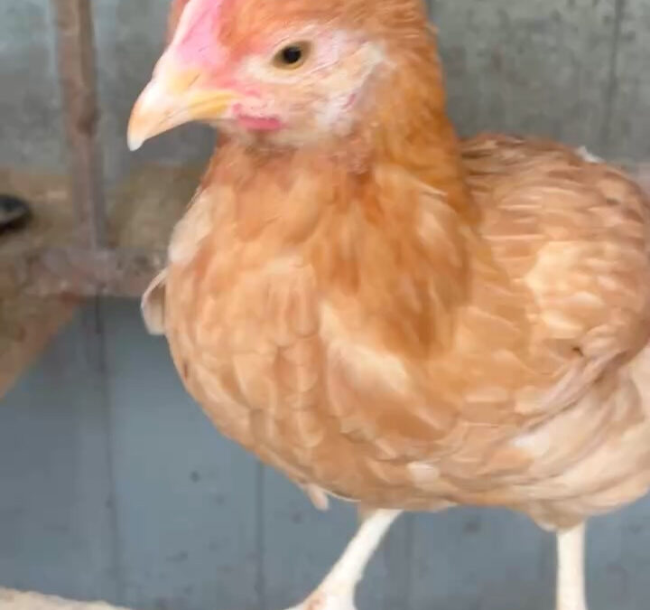 ひよこから大きくなり、