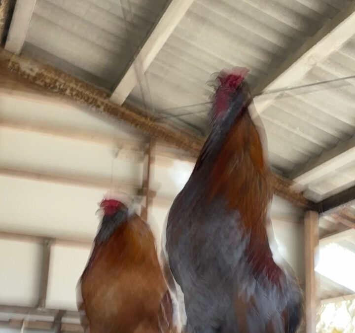 この２羽のアローカナ♂