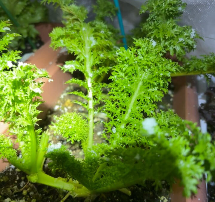 本日のプレートに盛り付けされるサラダたち