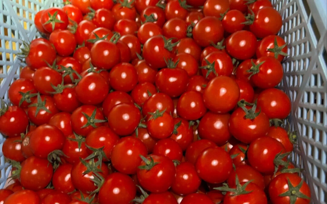 ヒラク農園のミニトマト