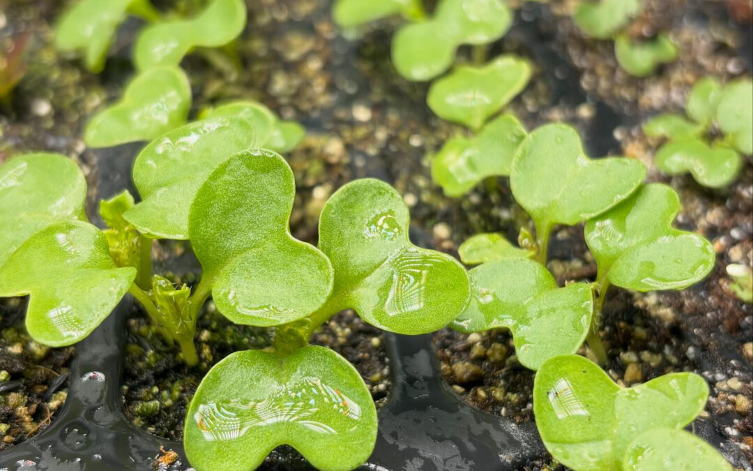 わさび菜の芽がたくさん出てきました♪