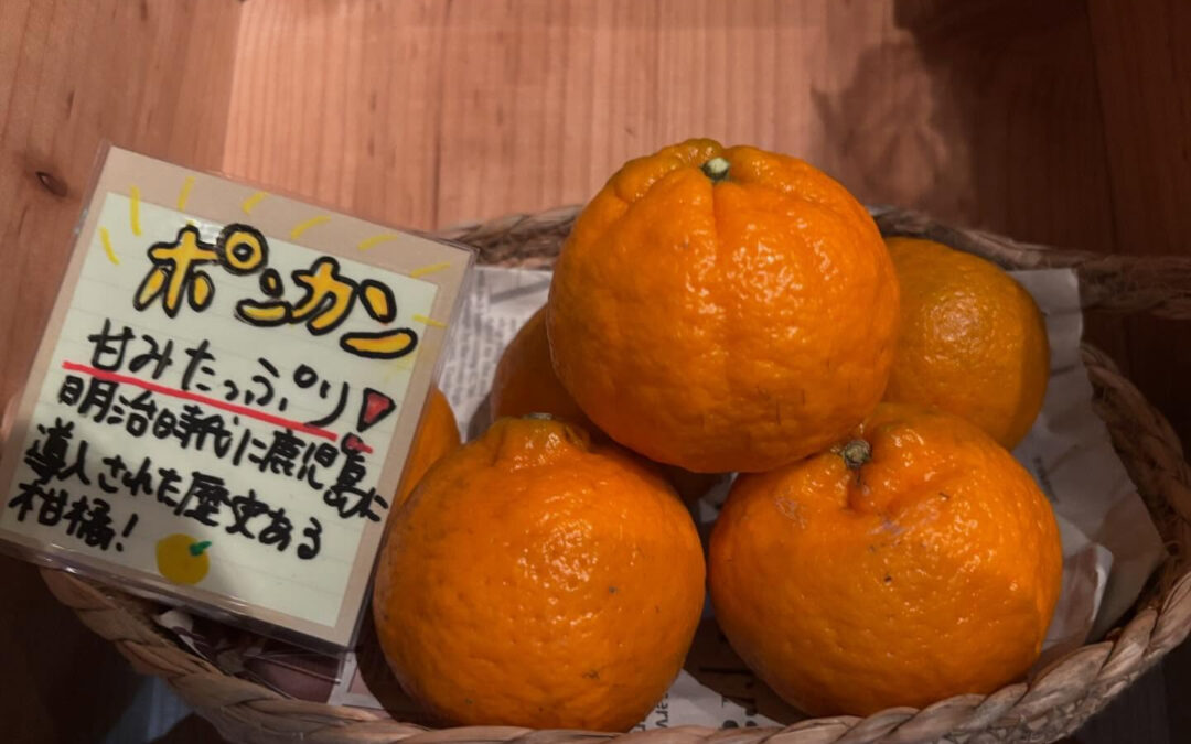 伊勢志摩で採れたポンカン販売してます