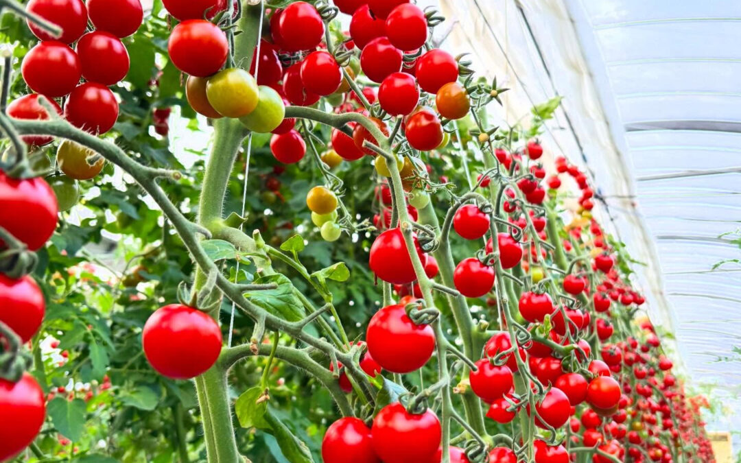 どんどん暖かくなり、