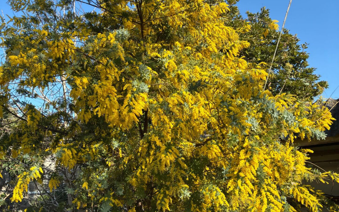 ミモザが満開です